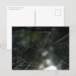 Spider's Web Photo Postcard