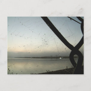 Spider's Web Postcard