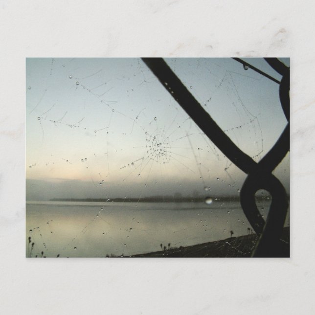 Spider's Web | Postcard (Front)