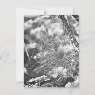Spiderweb in Long Grass Postcard
