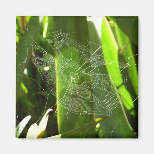 Spiderweb in Tropical Leaves Nature Magnet