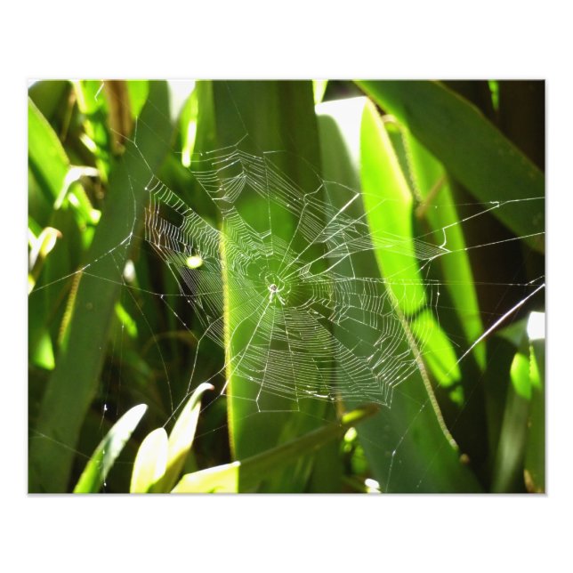 Spiderweb in Tropical Leaves Nature Photo Print (Front)