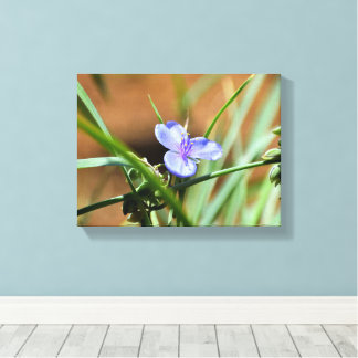 Spiderwort flower canvas print