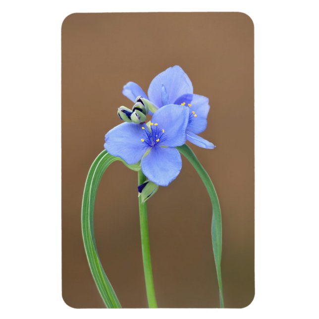 Spiderwort Flower Magnet (Vertical)