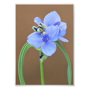 Spiderwort Flower Photo Print