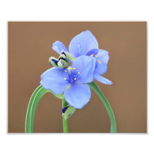 Spiderwort Flower Photo Print