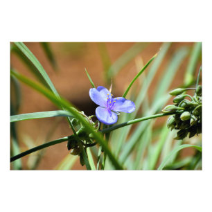 Spiderwort flower photo print