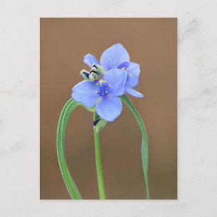 Spiderwort Flower Postcard