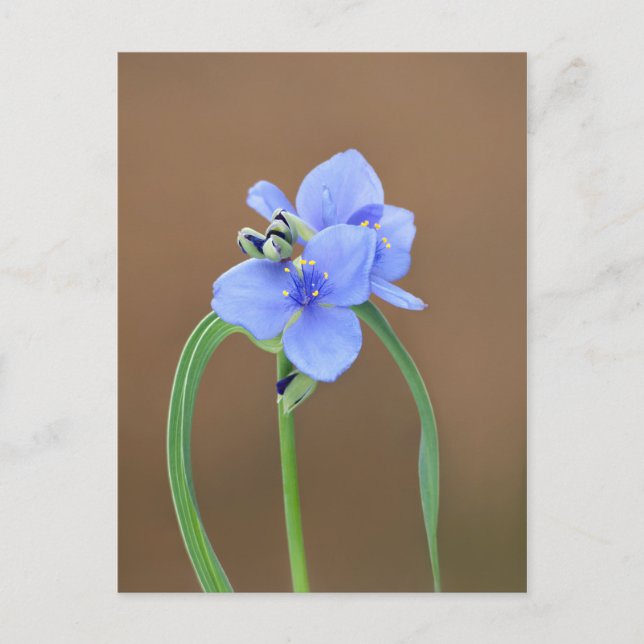 Spiderwort Flower Postcard (Front)