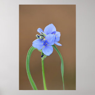 Spiderwort Flower Poster