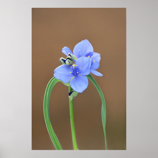 Spiderwort Flower Poster (Front)