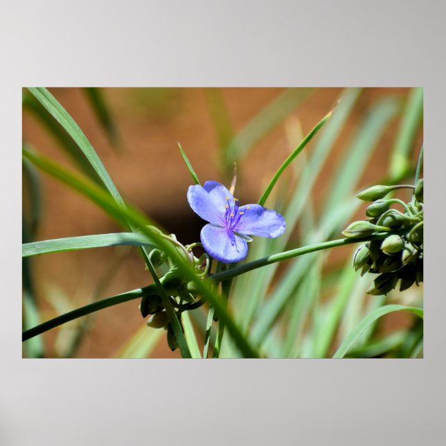 Spiderwort flower poster (Front)