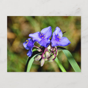 Spiderwort Flowers Postcard
