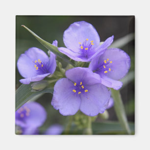 Spiderwort Magnet