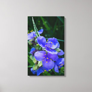 Spiderwort Plant Closeup in Full Bloom Canvas Print