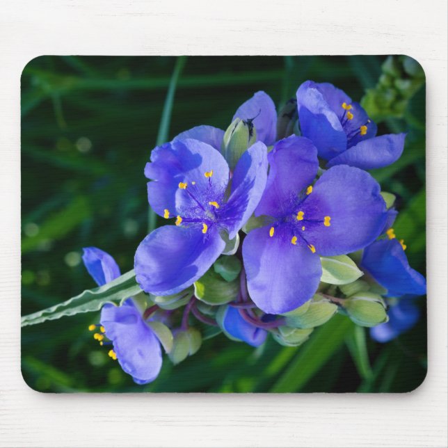 Spiderwort Plant Closeup in Full Bloom Mouse Pad (Front)