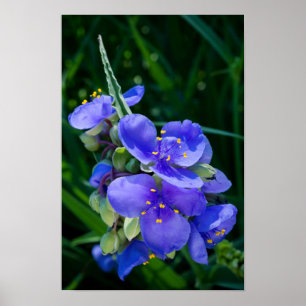 Spiderwort Plant Closeup in Full Bloom Poster