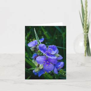Spiderwort Plant Closeup in Full Bloom Thank You Card