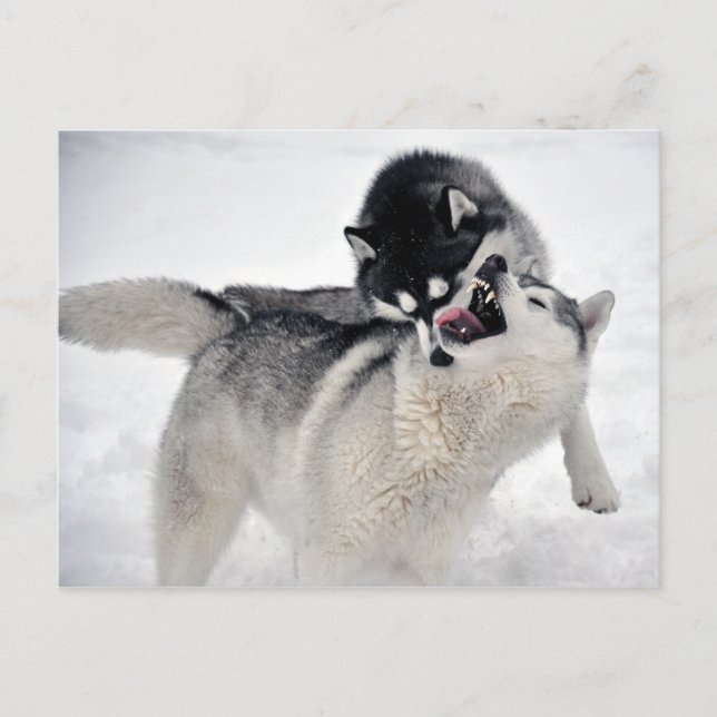 spielodernst postcard (Front)