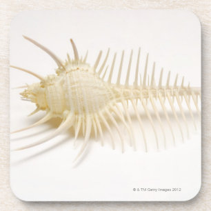 Spiked Murex shell Coaster
