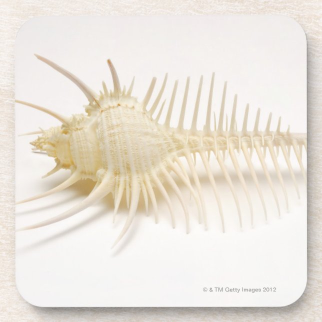 Spiked Murex shell Coaster (Front)