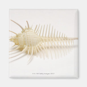 Spiked Murex shell Magnet