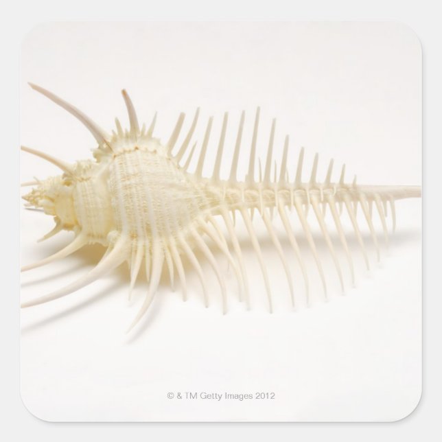 Spiked Murex shell Square Sticker (Front)