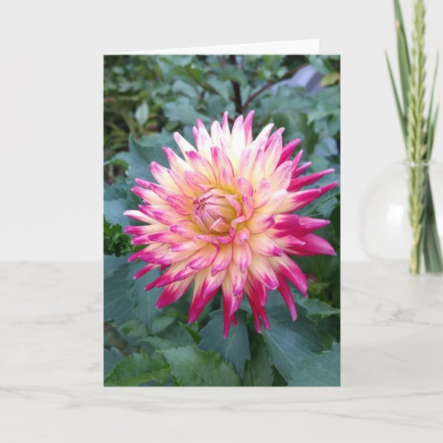 Spiky pink dahlia note card (Front)