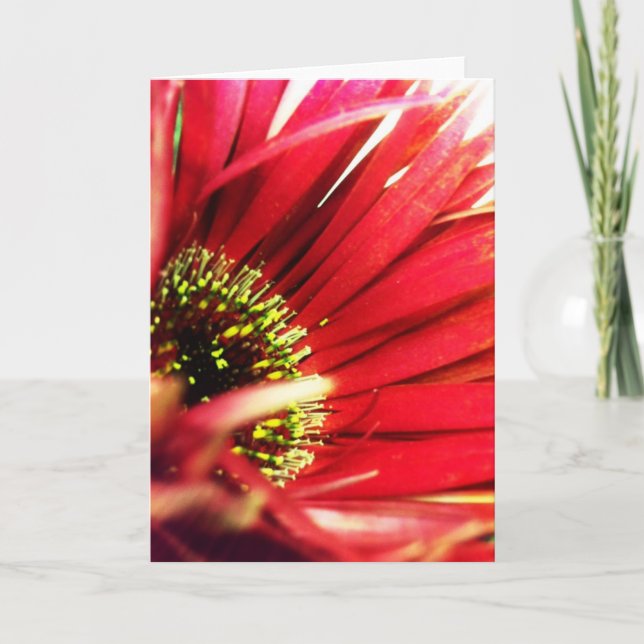 Spiky Red Gerbera Daisy Blank Greeting Card (Front)