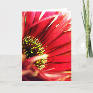 Spiky Red Gerbera Daisy Blank Greeting Card