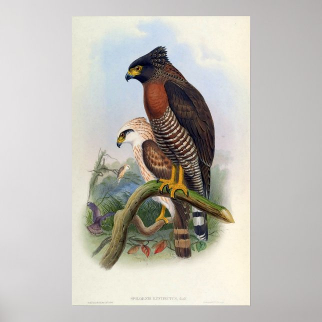 Spilornis Rufipectus (Sulawesi Serpent-eagle) Poster (Front)