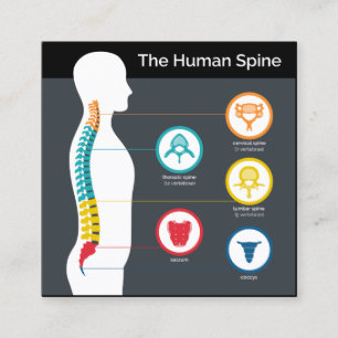 Spinal Anatomy Chart Square Chiropractic Square Business Card