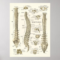 Spinal Anatomy Medical Chiropractic Poster