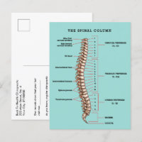 Spinal Column Anatomical Chiropractic Reactivation