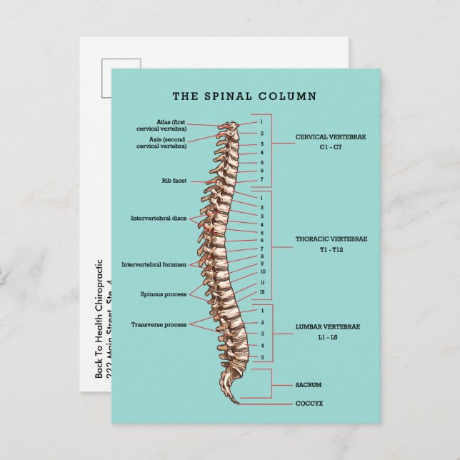 Spinal Column Anatomical Chiropractic Reactivation Postcard (Front/Back)