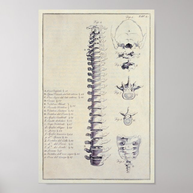 Spinal Column Bones and Vertebrae French Poster (Front)