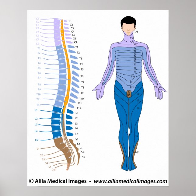 Spinal cord and dermatome map poster (Front)