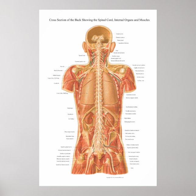 Spinal Cord, Internal Organs and Muscles Anatomy P Poster (Front)