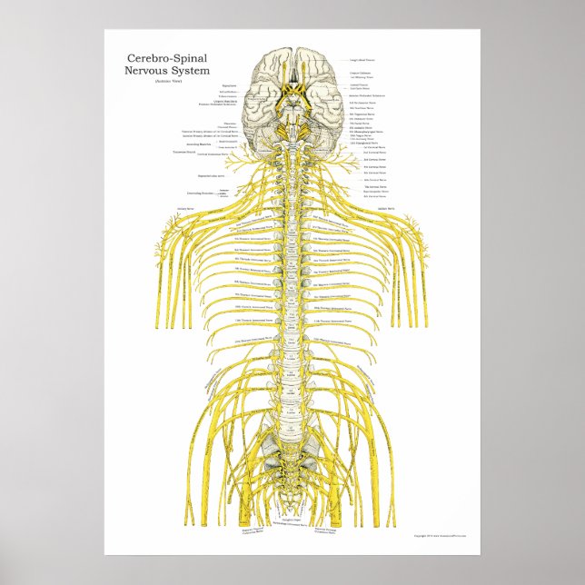 Spinal Cranial Nerves Chiropractic Anatomy Poster (Front)