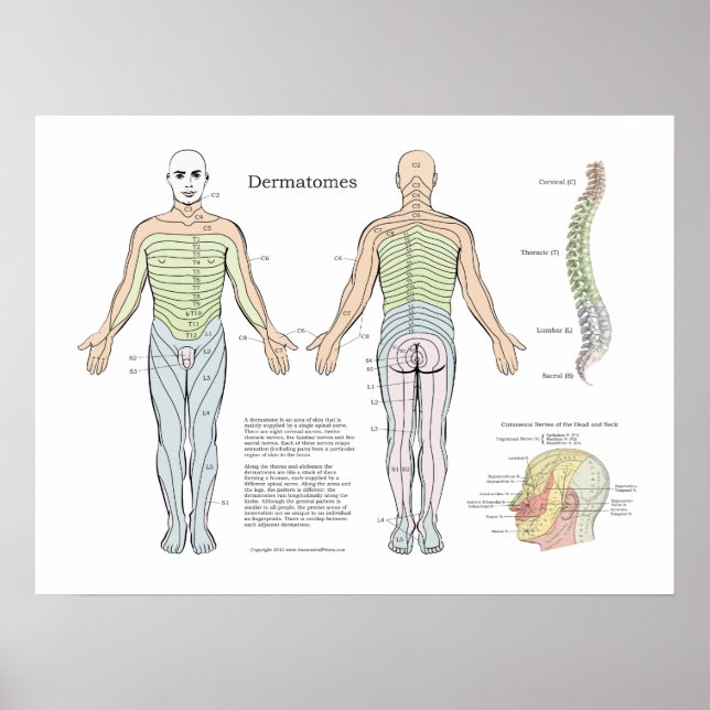Spinal Dermatomes Poster Chiropractic (Front)