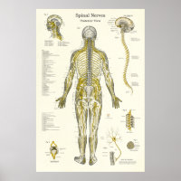 Spinal Nerves Chiropractic Medical