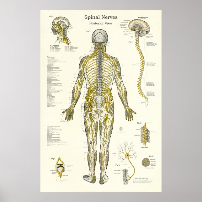 Spinal Nerves Chiropractic Medical Poster (Front)