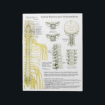 Spinal Nerves Subluxations Tear Off Pads<br><div class="desc">Spinal Nerves and Subluxations pad with vintage images used to create the chart show the 12 cranial nerves of the base of the brain. The spinal nerves from the anterior of the spine. Subluxations of the Atlas, thoracic and lumbar vertebra. Chiropractic pad tear off sheets that match our chiropractic posters...</div>