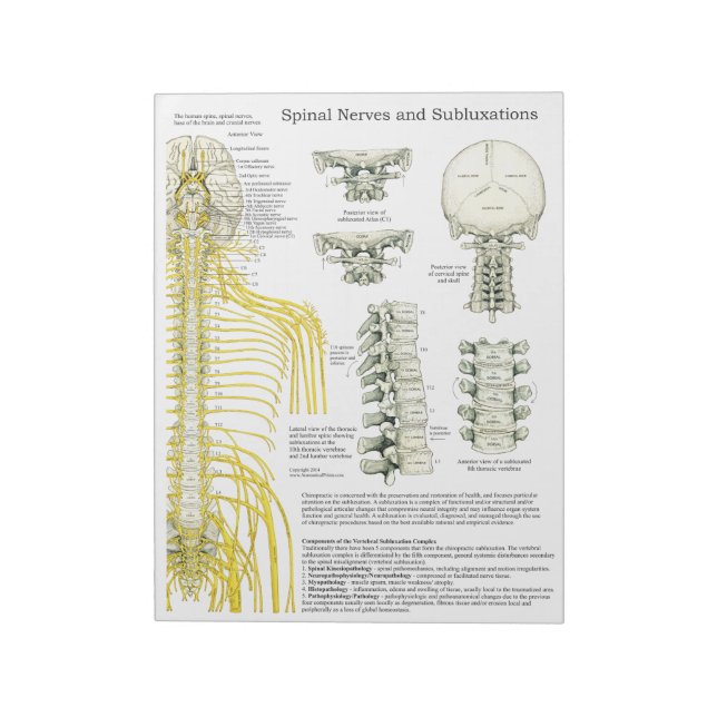 Spinal Nerves Subluxations Tear Off Pads (Rotated)
