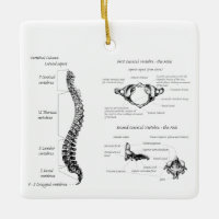 Spine