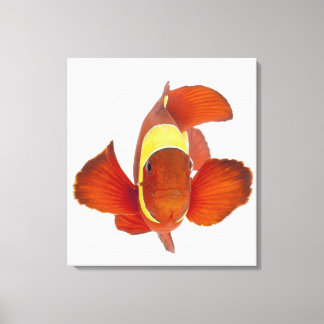 Spine-cheek anemonefish (Premnas biaculeatus) Canvas Print