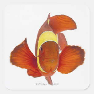 Spine-cheek anemonefish (Premnas biaculeatus) Square Sticker