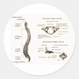 Spine Classic Round Sticker