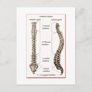 Spine Details Sepia2 Postcard
