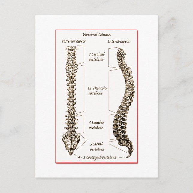 Spine Details Sepia2 Postcard (Front)